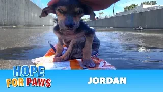 A brave little dog gets rescued from the river. His recovery with Hope For Paws will inspire you.