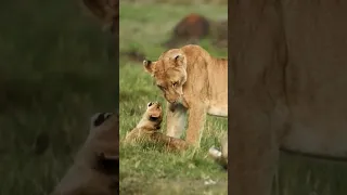 Lion cub - Your mom needs a break, little one🤫! #shorts#baby#lion