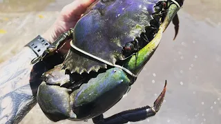 CATCHING HUGE MUD CRABS WITH BARE HANDS ! catch & cook!