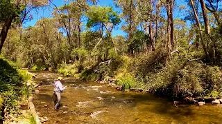 Small Stream Summer Dry Fly Fishing