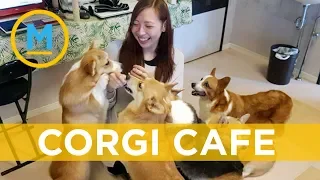 This cafe is a Corgi-lovers dream come true | Your Morning