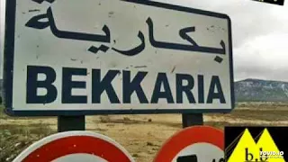 Bekkaria tbessa live