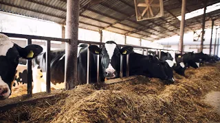 How I started Modern Dairy Farm, from One cow until now am a Breeder #farming #newvideo #dairy