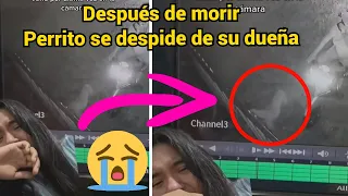 Perrito se despide de su dueña después de marcharse de este mundo