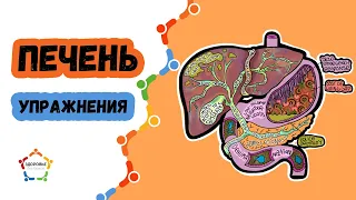 Упражнения для печени и желчного пузыря.