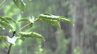 Relaxing Rain for Sleeping - 10 Hours Sound of heavy Rain without Thunder on in the Forest