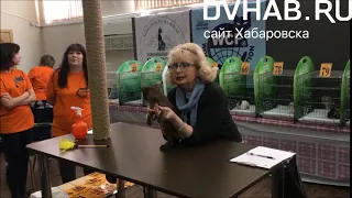 Корниш-рексы впервые стали одной из самых популярных пород на выставке кошек в Комсомольске