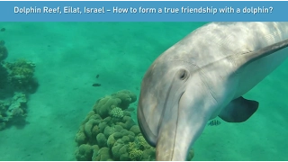 Eilat's Dolphin Reef