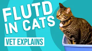 Feline Lower Urinary Tract Disease (FLUTD)