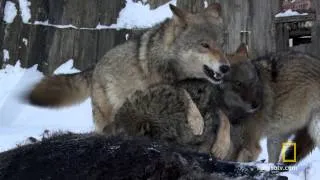 Chernobyl Wolf Pack | National Geographic UK