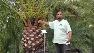 Canary Island Date Palm Care in North Florida