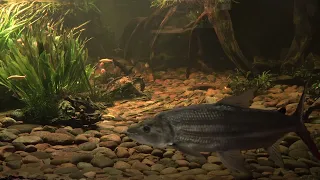 goliath tigerfish natural swimming