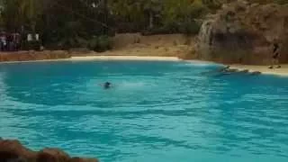 Dolphin show at Loro Park in Puerto de la Cruz, Teneriffa, Spain 2.4.2015