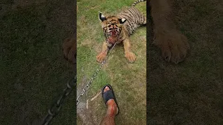 Tiger Bites and Injured My Leg | Nouman Hassan |