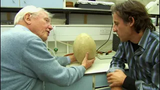 This Ancient Egg is Over 1,000 Years Old | Attenborough and the Giant Egg | BBC Earth