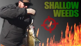 CRUSHING shallow fall walleye on jigs and minnows (pressured lakes)