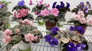 African Violets Blooming in May 2022 - Part 1 - Standards