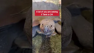 Does My Pet Tortoise Miss His Mate Who Died?! 🥺🐢 #shorts #tortoise