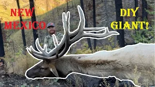 374" Giant Bull Elk on Public Land  - American Safari 3.0 Ep. 5