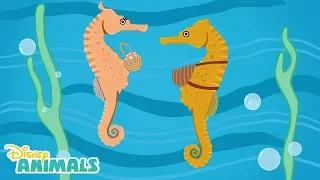 Sea Horses 🌊 | Disney Animals | Disney Junior