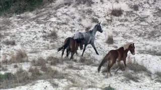 Wild Horses on Cumberland Island National Seashore