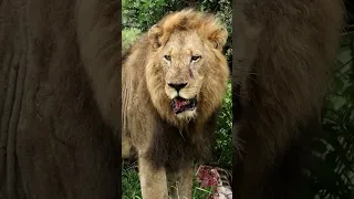 Lion 🦁 with kill #animals #wildlife #shortvideo