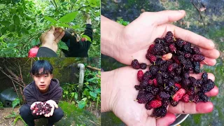 taste testing arunachal s delicious berries!