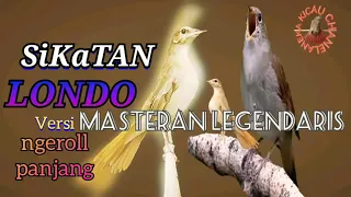 BURUNG SIKATAN LONDO MASTERAN LEGENDARIS,suara isian untuk burung paling toP