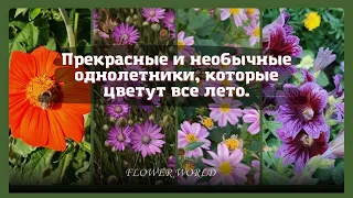 Прекрасные и необычные однолетники, которые цветут все лето.💐