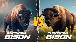 American Bison vs. European Bison: EPIC Bovid Battle!