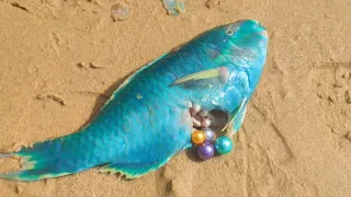 I saw the blue fish belly very strange, after opening it, I found blue pearls!pearl gems