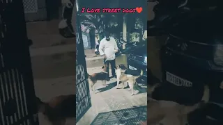 I Love Street Dogs ❤️ #shorts #youtubeshorts #ytshorts #dogs #short #streetdog