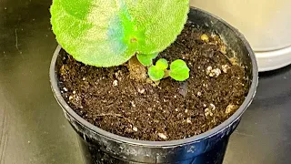 African Violet | Leaf Propagation // #africanviolet