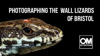 Making the most of the OM SYSTEM OM-1 to photograph WALL LIZARDS - Bristol - Wildlife Photography