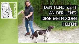 Dein Hund zieht an der Leine? ➡️ Diese Methoden können Dir helfen! ➡️ Praxisvideo ✔️🐕🐩🐶