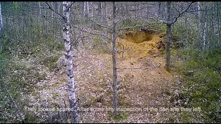 Brown Bear attack on a Wolf Den with Cubs in it