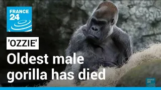 Ozzie, the oldest male gorilla in the world, dies at Atlanta Zoo • FRANCE 24 English