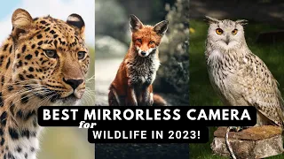 "Top Five Mirrorless Cameras for Wildlife Photography in 2023"