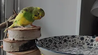 "Федь иди купаться..."🦜 Как Попугай Фёдор купается. Федька Лайф #budgie #волнистыйпопугай #parrot