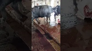 Buffalo in Slaughter house #shorts #animals