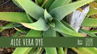 FORAGING FOR COLOR - ARUBA - PART 2 | ALOE VERA | ORGANIC COLOR | PINK CORAL ORANGE FUCHSIA