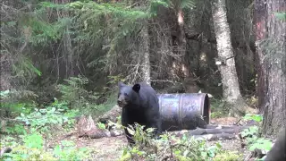 2015   Bear Hunt Short Version