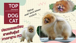 Top Dog Cat | สุนัขสายพันธุ์ Pomeranian : Santanapom