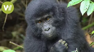 Sozialverhalten der Berggorillas im Bwindi-Nationalpark in Uganda