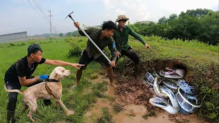 3 Brave Hunters & Pitbulls Catching 100 Biggest Dragon Snakes In The World | Snake King TN