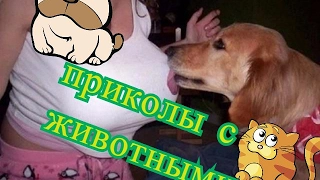 Топ лучшие приколы с животными 2017 подборочка