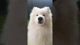 CUTEST DOG EVER! 🤩 #samoyed #cutedog #cute #shorts #shortsfeed #viralshorts #adorable #funny #dog