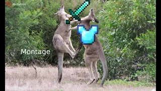 Australia Montage