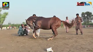 Rohro Nagina Pio Jevi ll Horse Dance Kot Sarwar Chiniot ll 31 July 2021