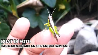 CARA MENJINAKKAN SERANGGA BELALANG BUAT DI FOTO